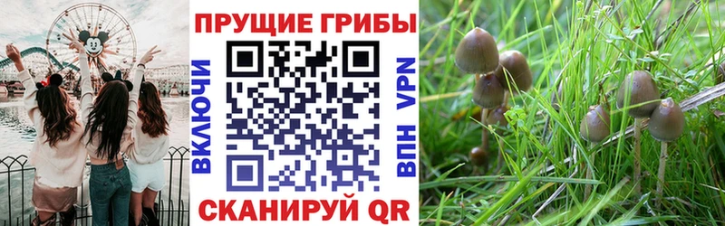Псилоцибиновые грибы мицелий  Алупка 